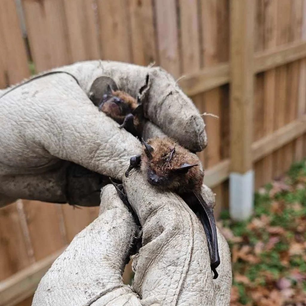 bat Removal Complete Animal Removal